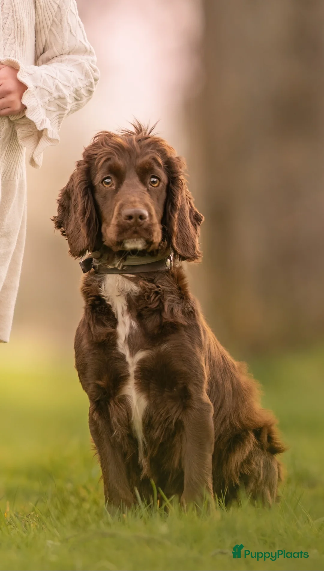 Engelse Cocker Spaniel honden te koop: Lieve Engelse cocker spaniel pup - Advertentie 4