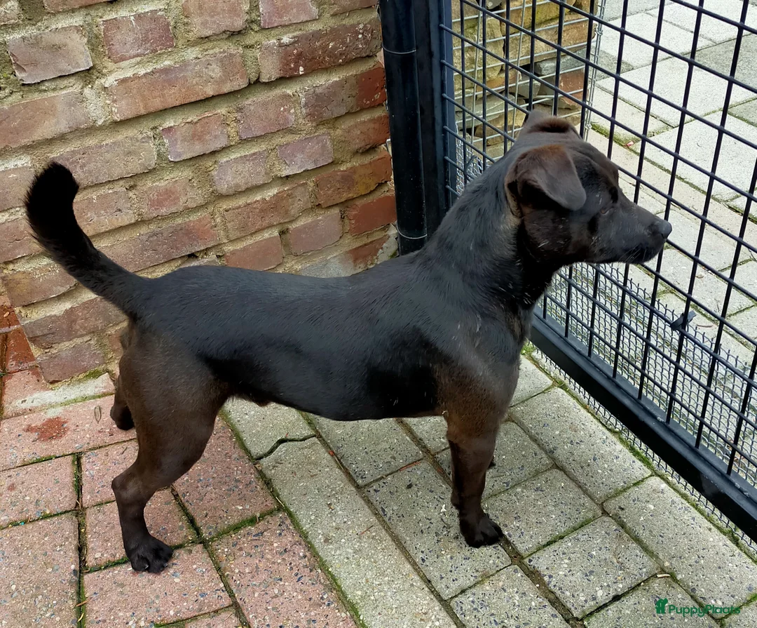 Jack Russel Terriër honden te koop: stoere patterdale pups beide ouders aanwezig ! - Advertentie 2