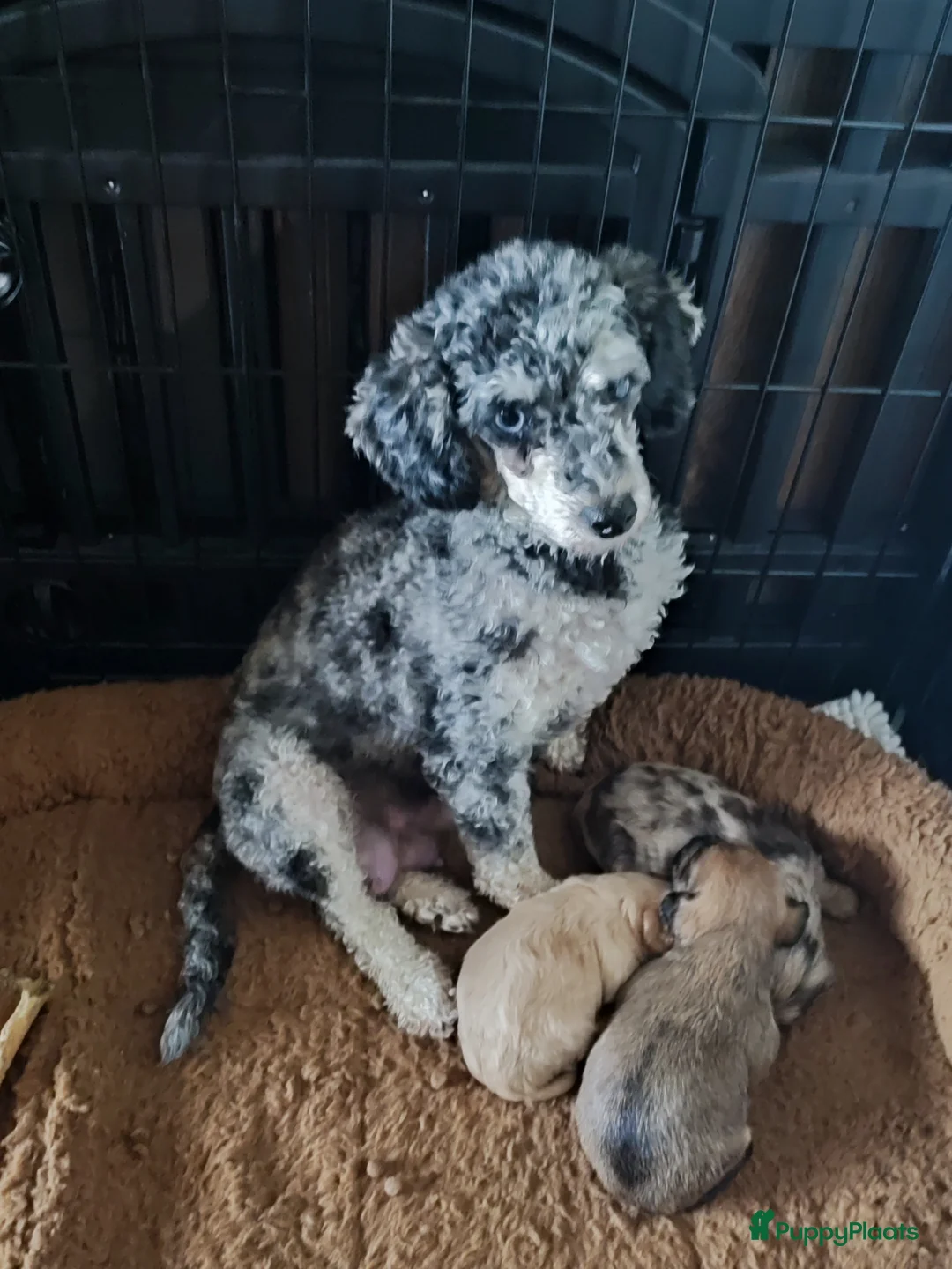 Kruising honden te koop: Doxiepoo pups. Mama toypoedel x papa dwergteckel  - Advertentie 1