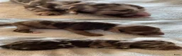 Poedel Toy honden ter dekking: Choco Tan DEKREU Toypoedel 🐶 GETEST ✅ - Advertentie 17
