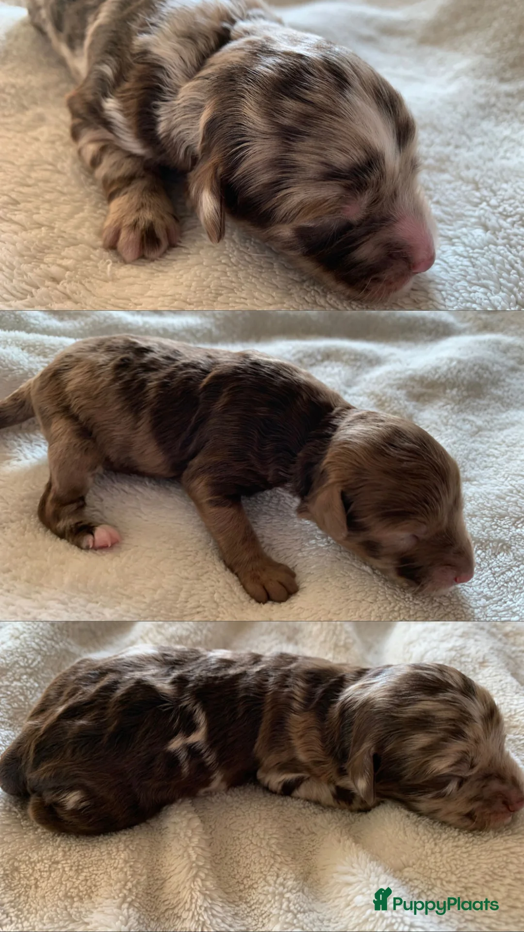 Poedel Toy honden ter dekking: Choco Tan DEKREU Toypoedel 🐶 GETEST ✅ - Advertentie 17