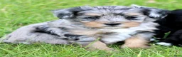 Kruising honden te koop: Boompoo pups - Advertentie 11