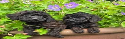 Labradoodle honden te koop: Mini labradoodle pups br/zw gemêleerd  - Advertentie 2