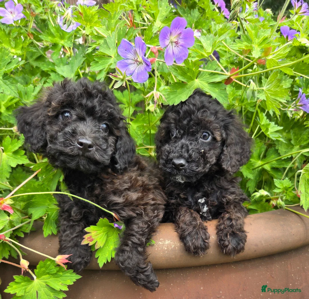 Labradoodle honden te koop: Mini labradoodle pups br/zw gemêleerd  - Advertentie 2