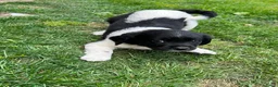 Kruising honden te koop: Friese Stabij pups - Advertentie 2
