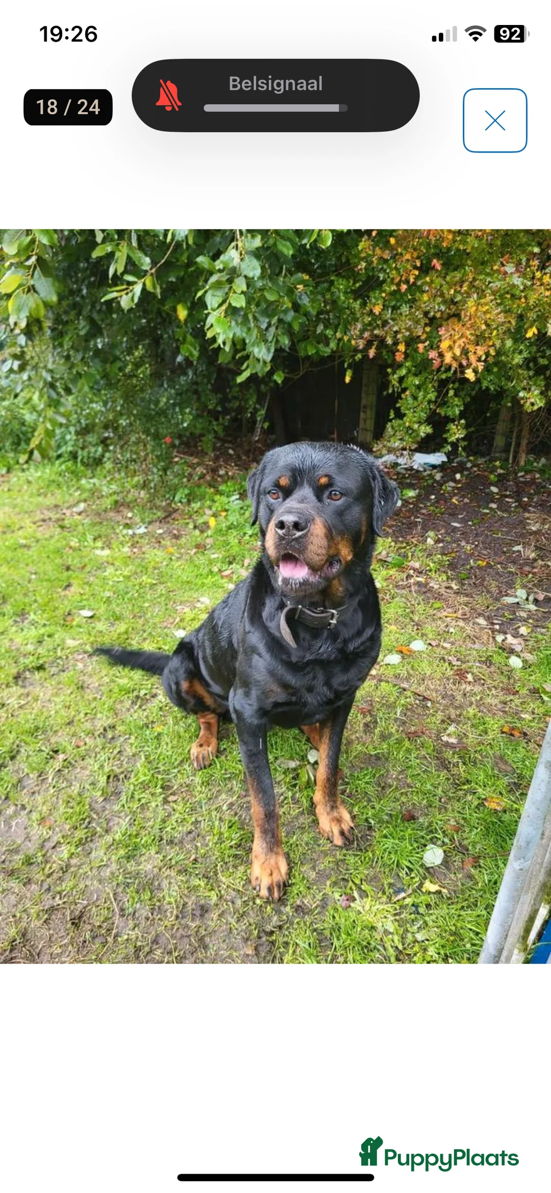 Rottweiler honden te koop: Rotweiler pups  - Advertentie 4