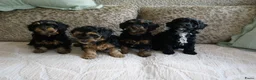Kruising honden te koop: Maltipoo black & tan  een zwart met witte bles - Advertentie 20