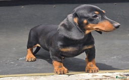 Teckel (korthaar)  honden te koop: Teckel pups mogen verhuizen - Afbeelding 8