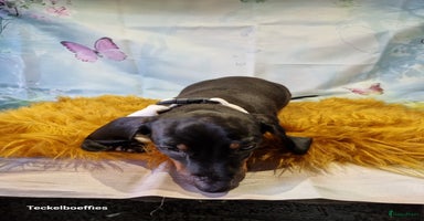 Teckel (korthaar)  honden - Advertentie 5