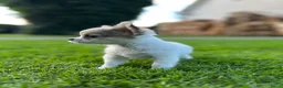 Chihuahua honden te koop: Mooie langharige chihuahua pups - Advertentie 3