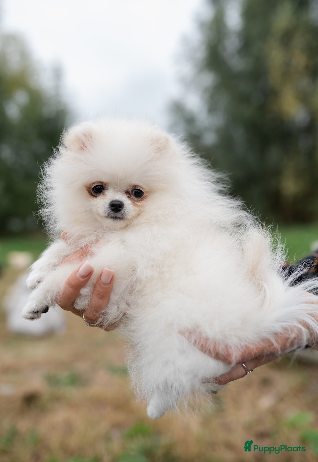 Pomeriaan honden te koop: Pomeranian Mila❤️ - Advertentie 8