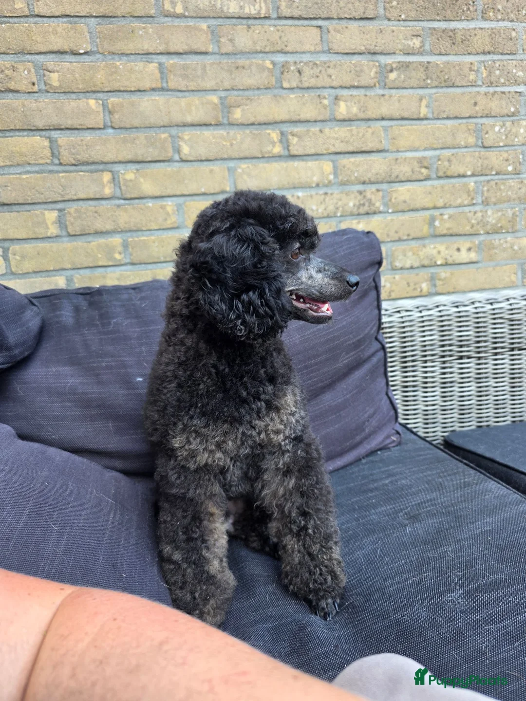 Poedel Toy honden te koop: Dwergpoedel Teef - Advertentie 4