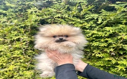 Pomeriaan honden te koop: Pomeriaan pups bearface - Afbeelding 3