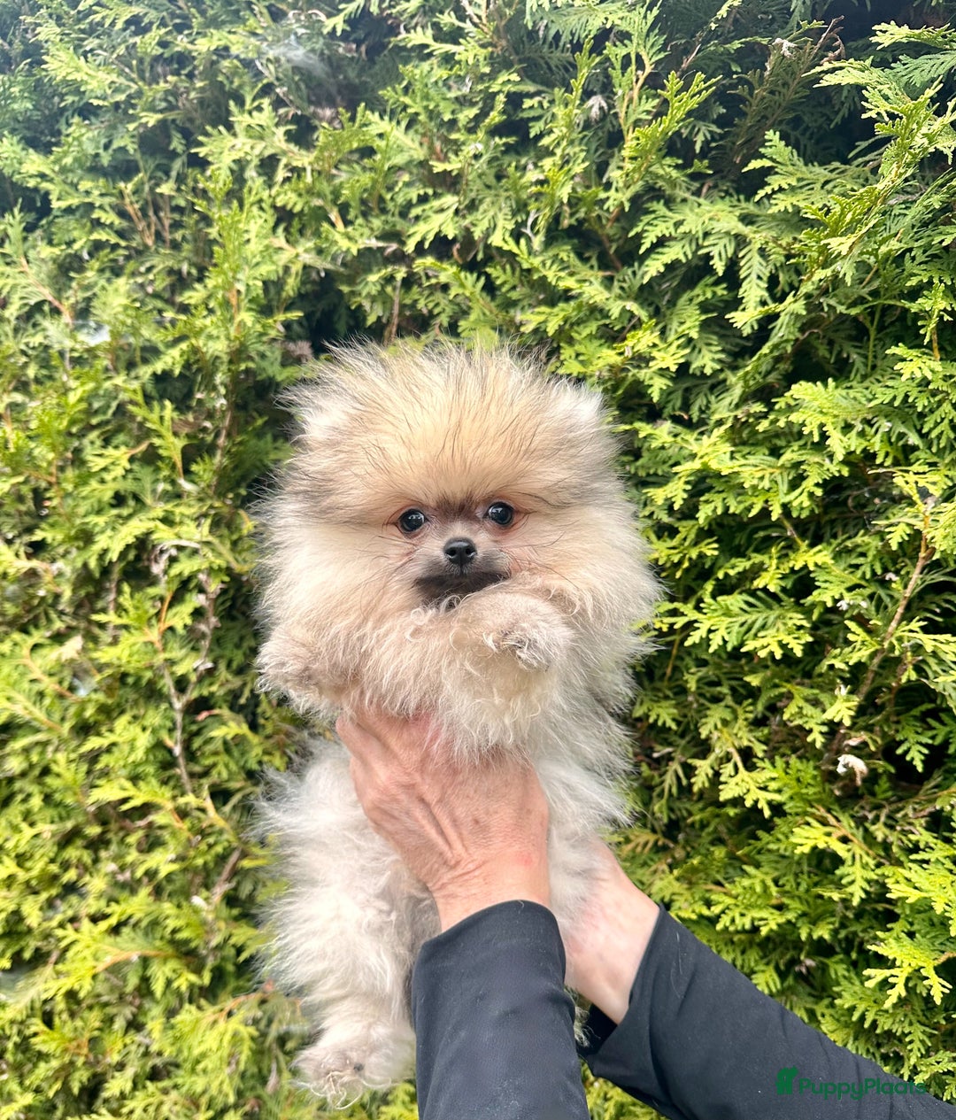 Pomeriaan honden te koop: Pomeriaan pups bearface - Afbeelding 3