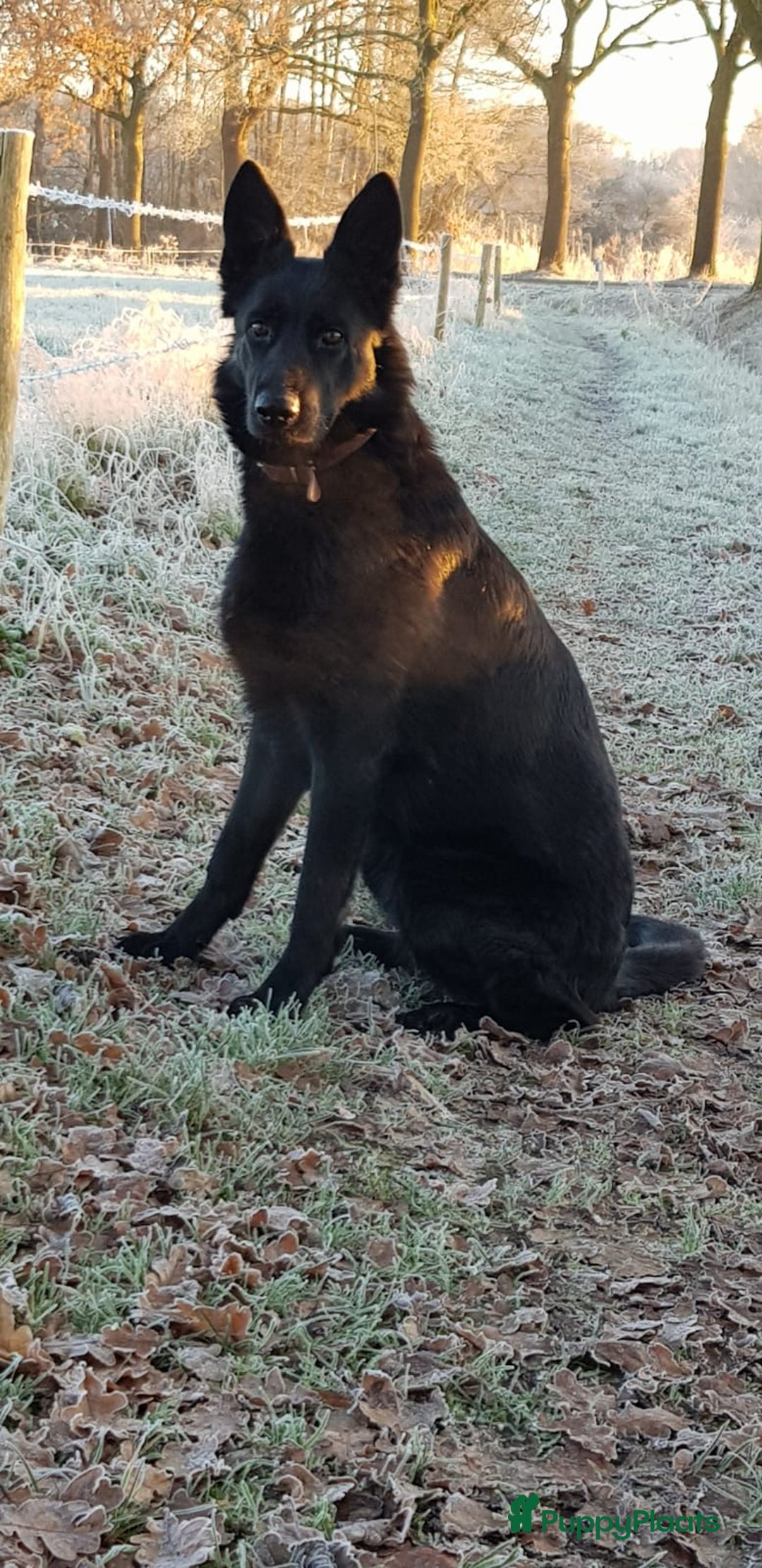 Duitse Herder honden te koop: Prachtige reu te koop - Advertentie 12