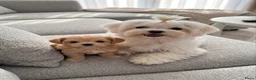 Maltipoo honden te koop: Te koop: allerliefste Maltipoo teefje in Rozenburg - Advertentie 4