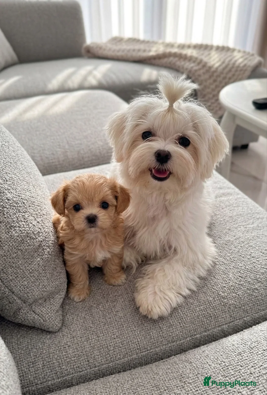 Maltipoo honden te koop: Te koop: allerliefste Maltipoo teefje in Rozenburg - Advertentie 4