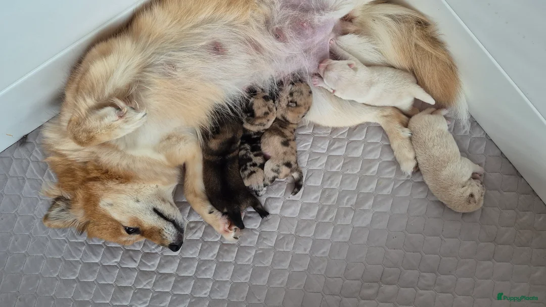 Kruising honden te koop: Prachtige Pomsky x Shiba pups - Advertentie 2