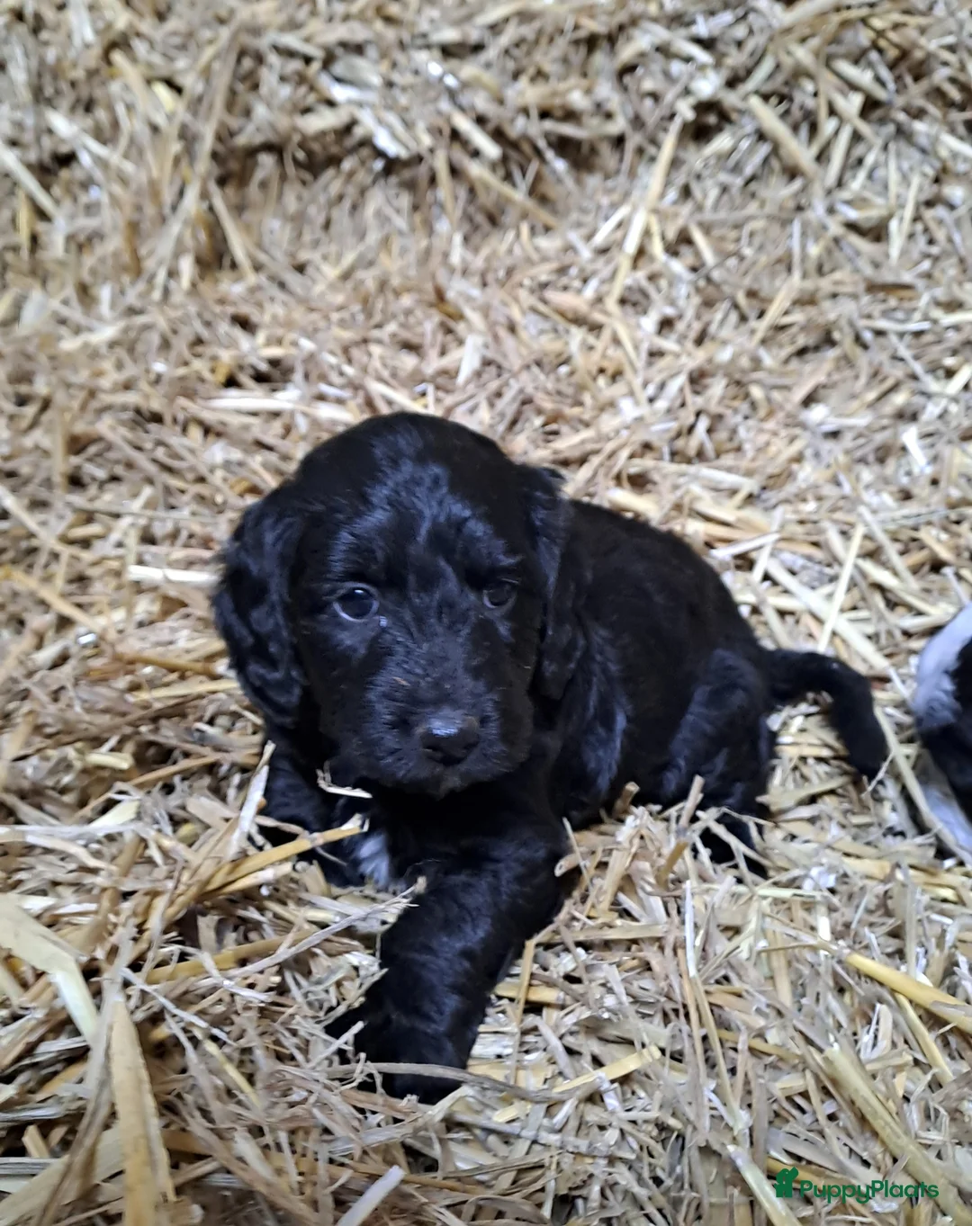 Kruising honden te koop: Lieve pups Stabij x Poedel - Advertentie 16