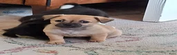 Kruising honden te koop: Superlieve chihuahua kruising  - Advertentie 8