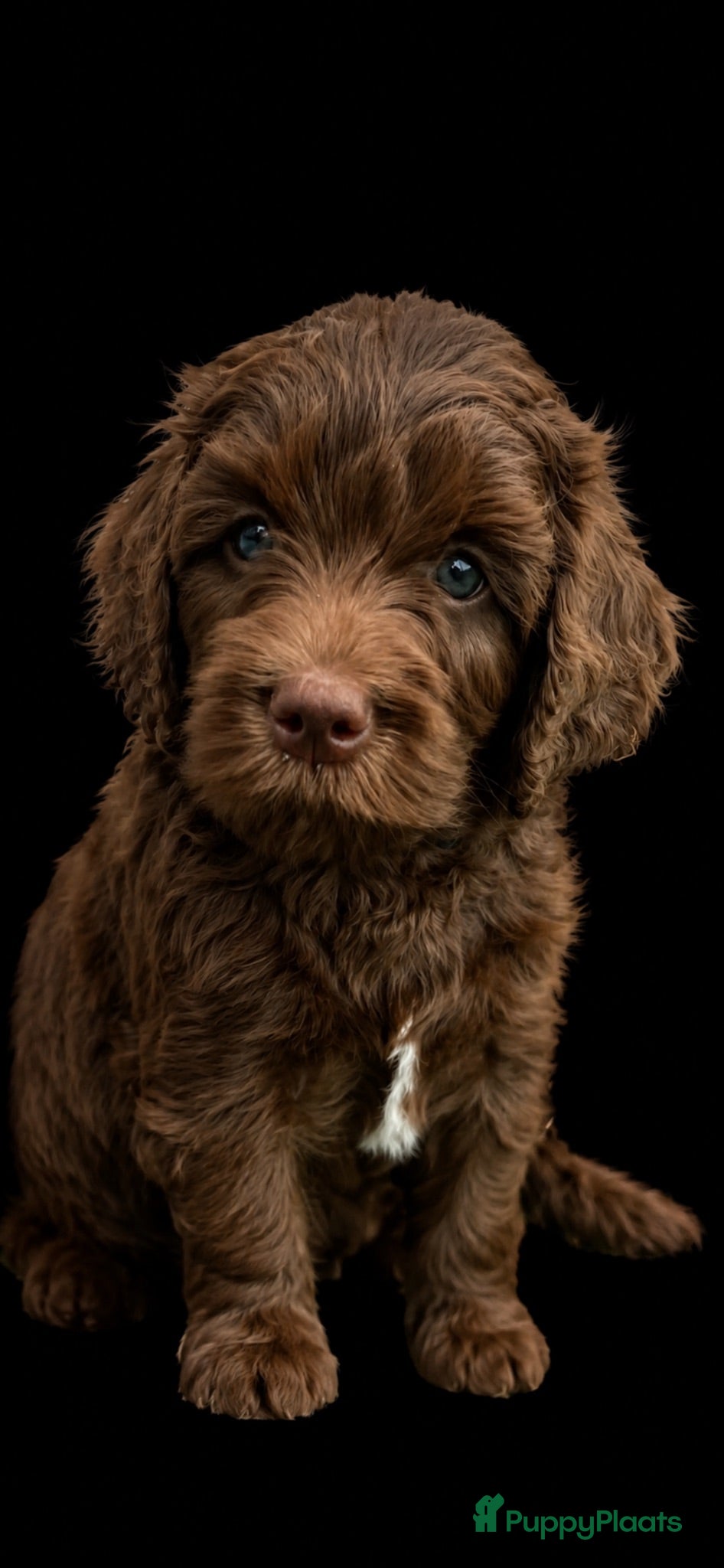 Labradoodle honden Medium chocolade labradoodles 75% Australian  - Advertentie 5