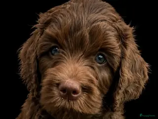 Labradoodle honden Medium chocolade labradoodles 75% Australian - Advertentie 5