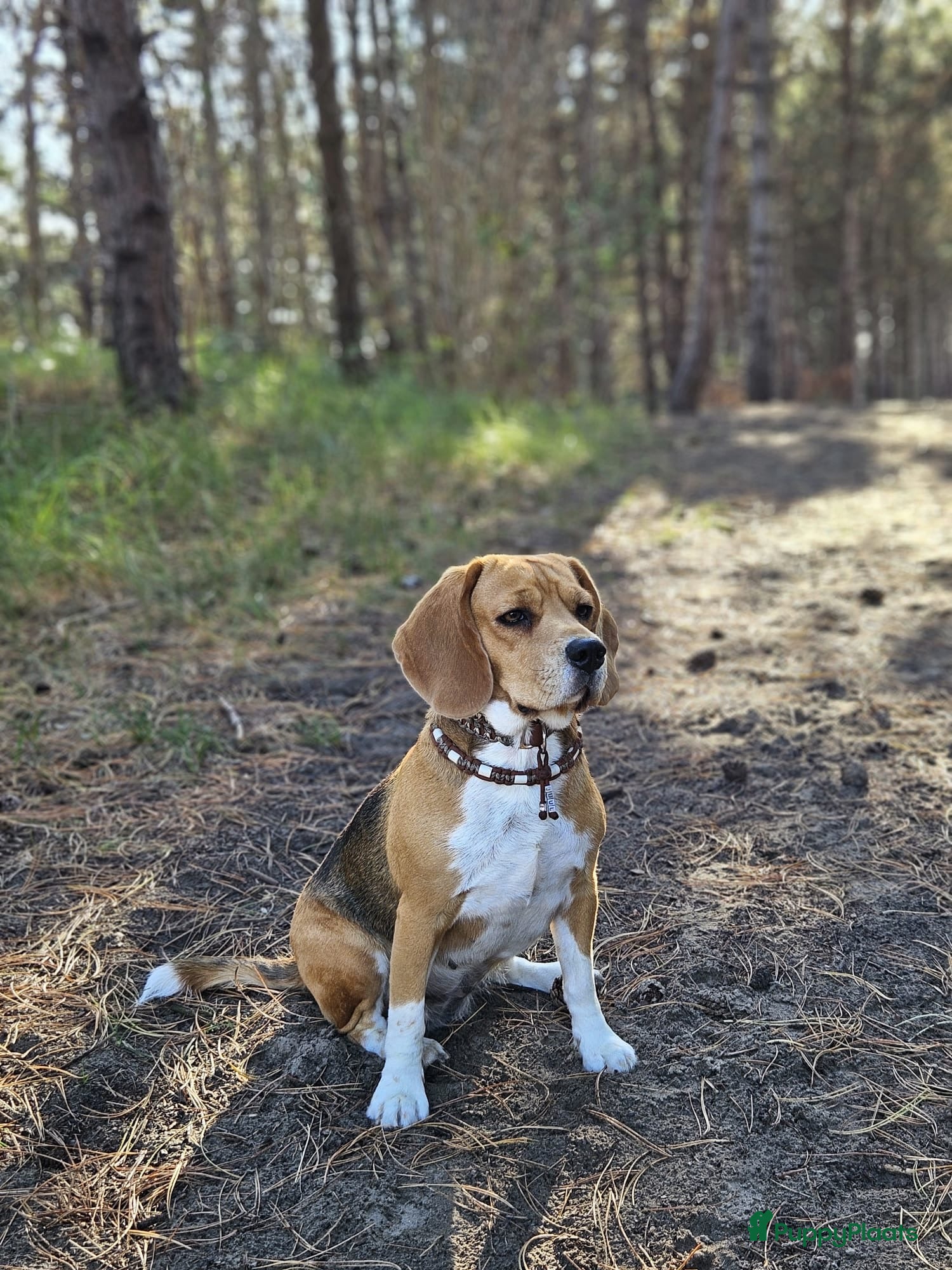 Beagle honden Prachtige raszuivere Beagle pups - Advertentie 2