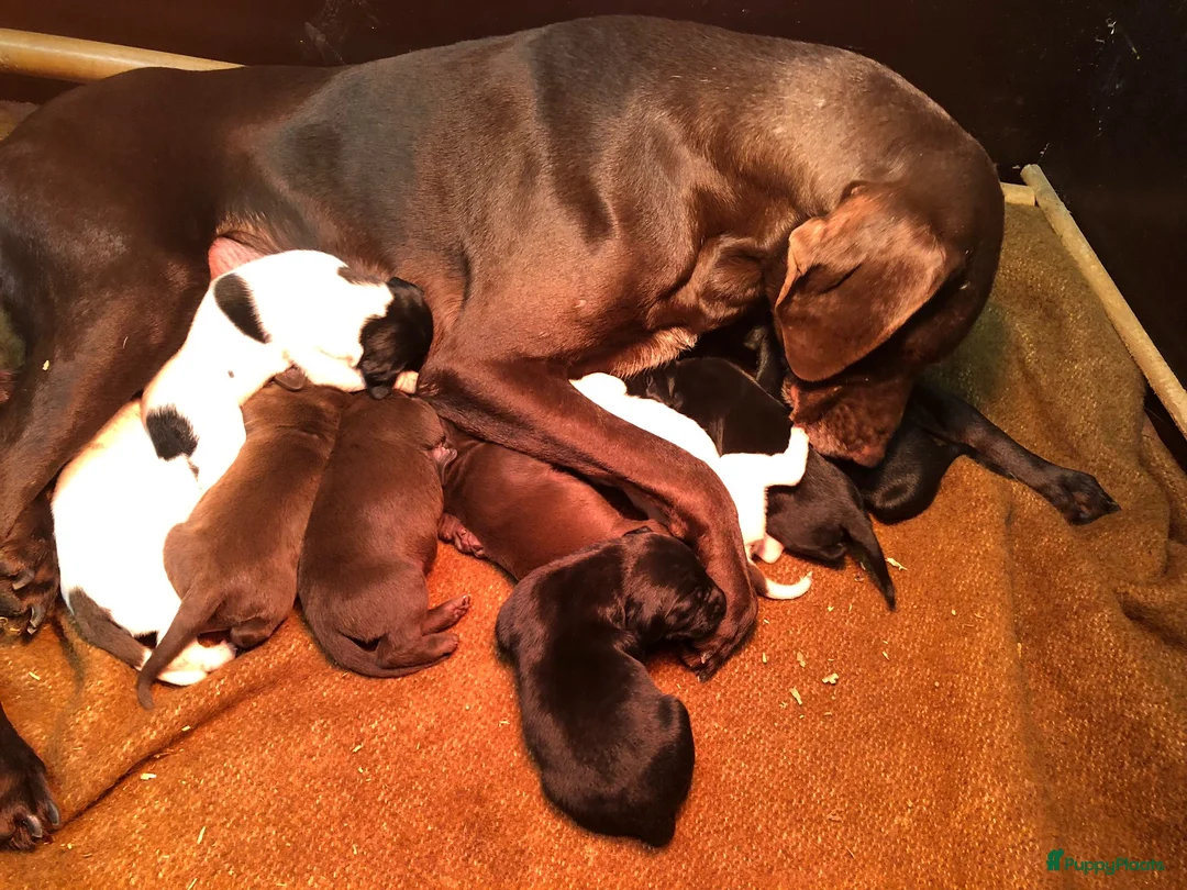 Duitse Staande Hond Korthaar honden te koop: Duitse staande korthaar pups - Advertentie 4