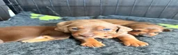 Dwergteckel honden te koop: Dwergteckel pups - Advertentie 20