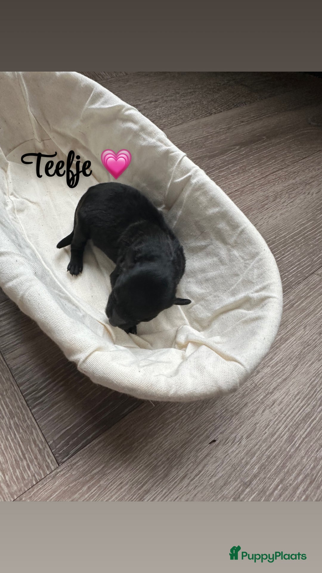 Kruising honden te koop: Pomeriaan x toypoedel pups - Advertentie 4