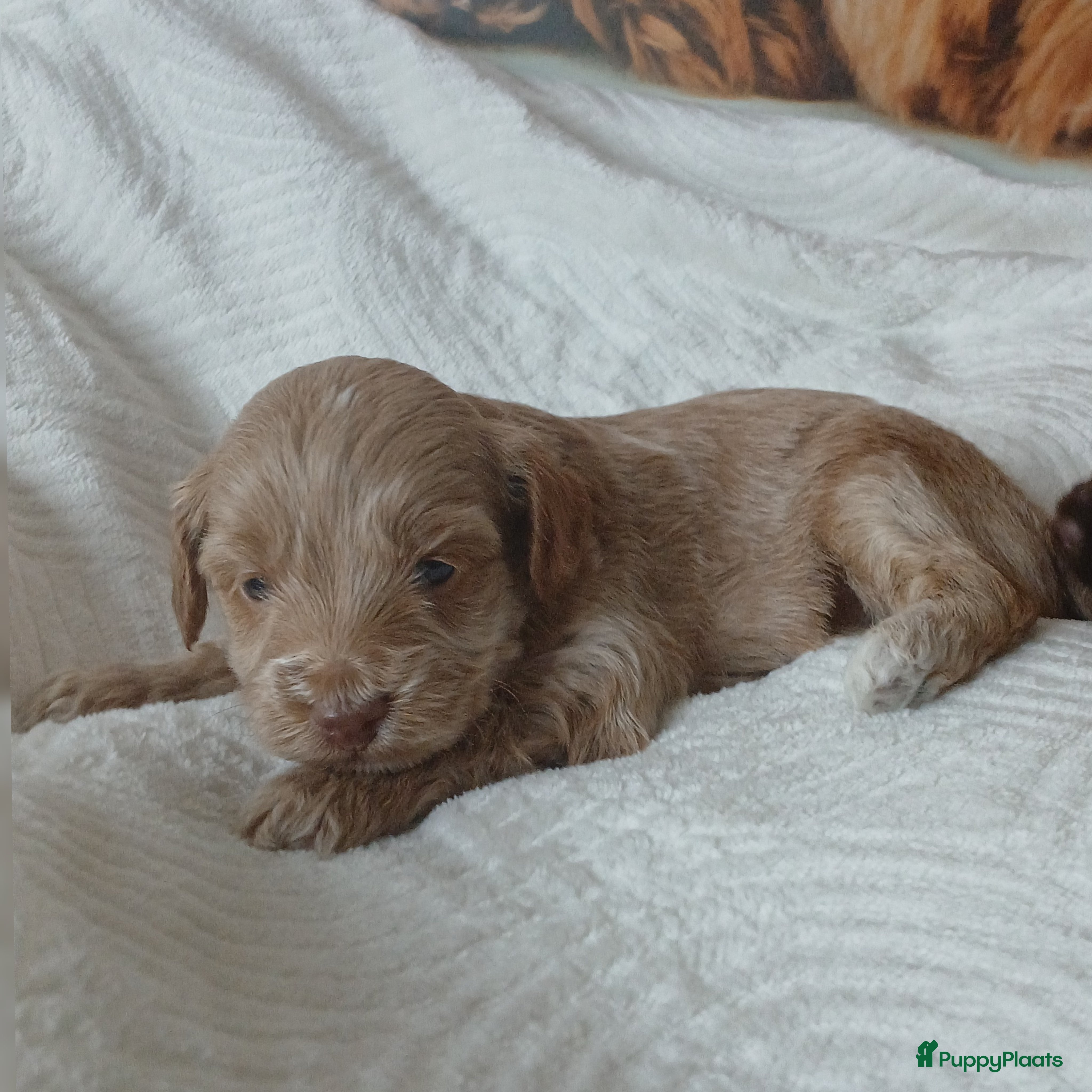 Poedel Toy honden Lieve Prachtige Rasechte Toy Poedels geboren - Advertentie 2