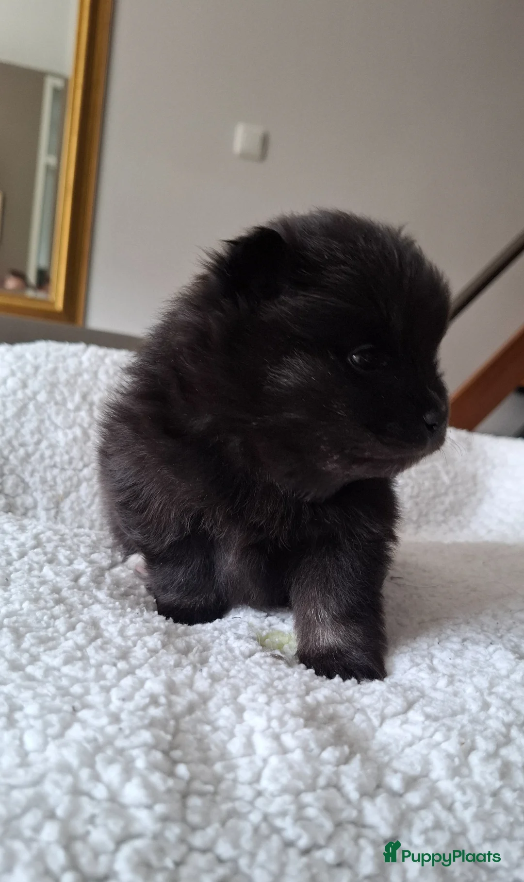 Pomeriaan honden te koop: Dwergkees nog 2 reutjes  - Advertentie 2