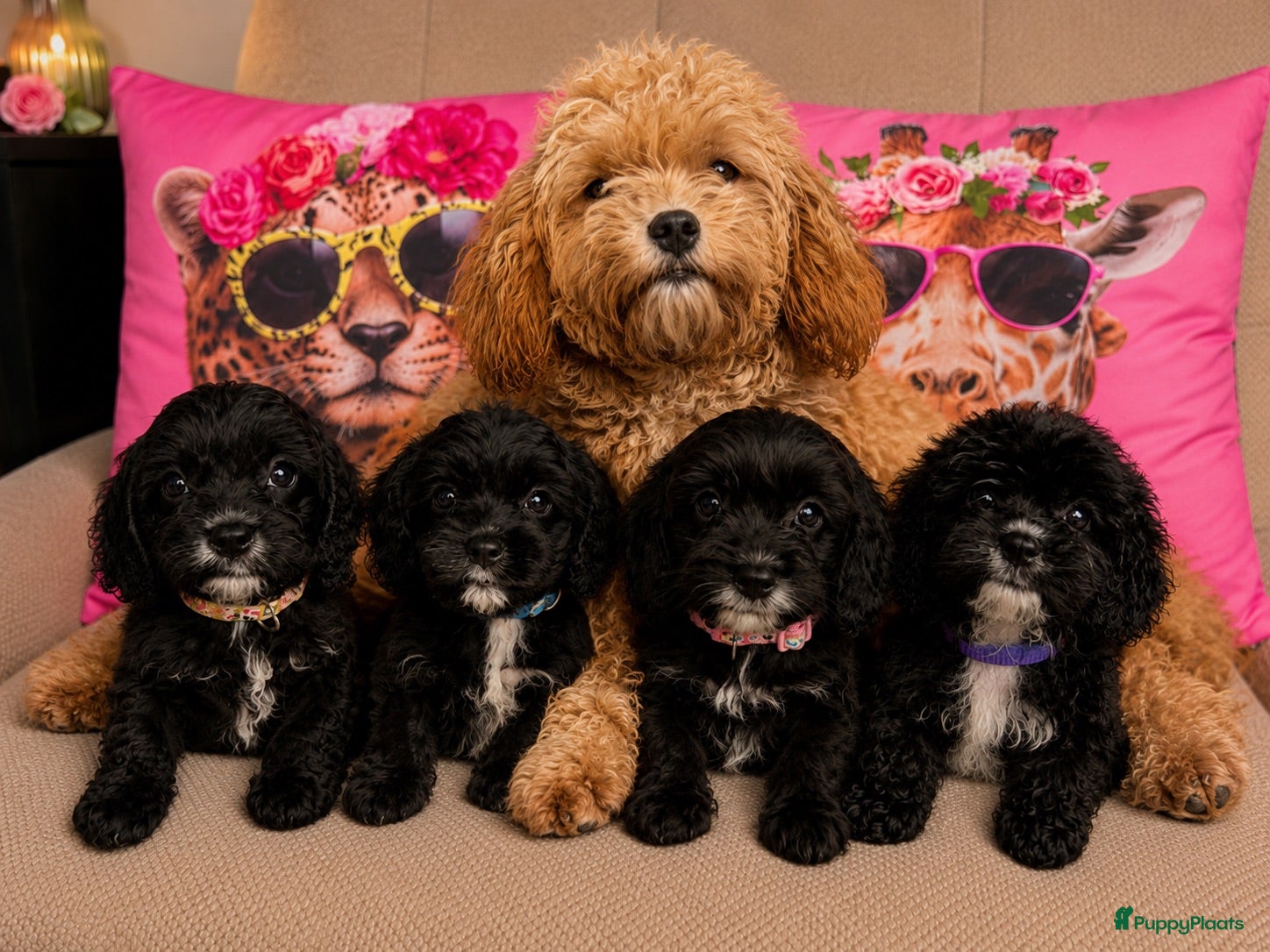 Cavapoo honden Cavapoo  - Advertentie 2