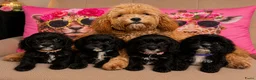 Cavapoo honden te koop: Cavapoo  - Advertentie 1