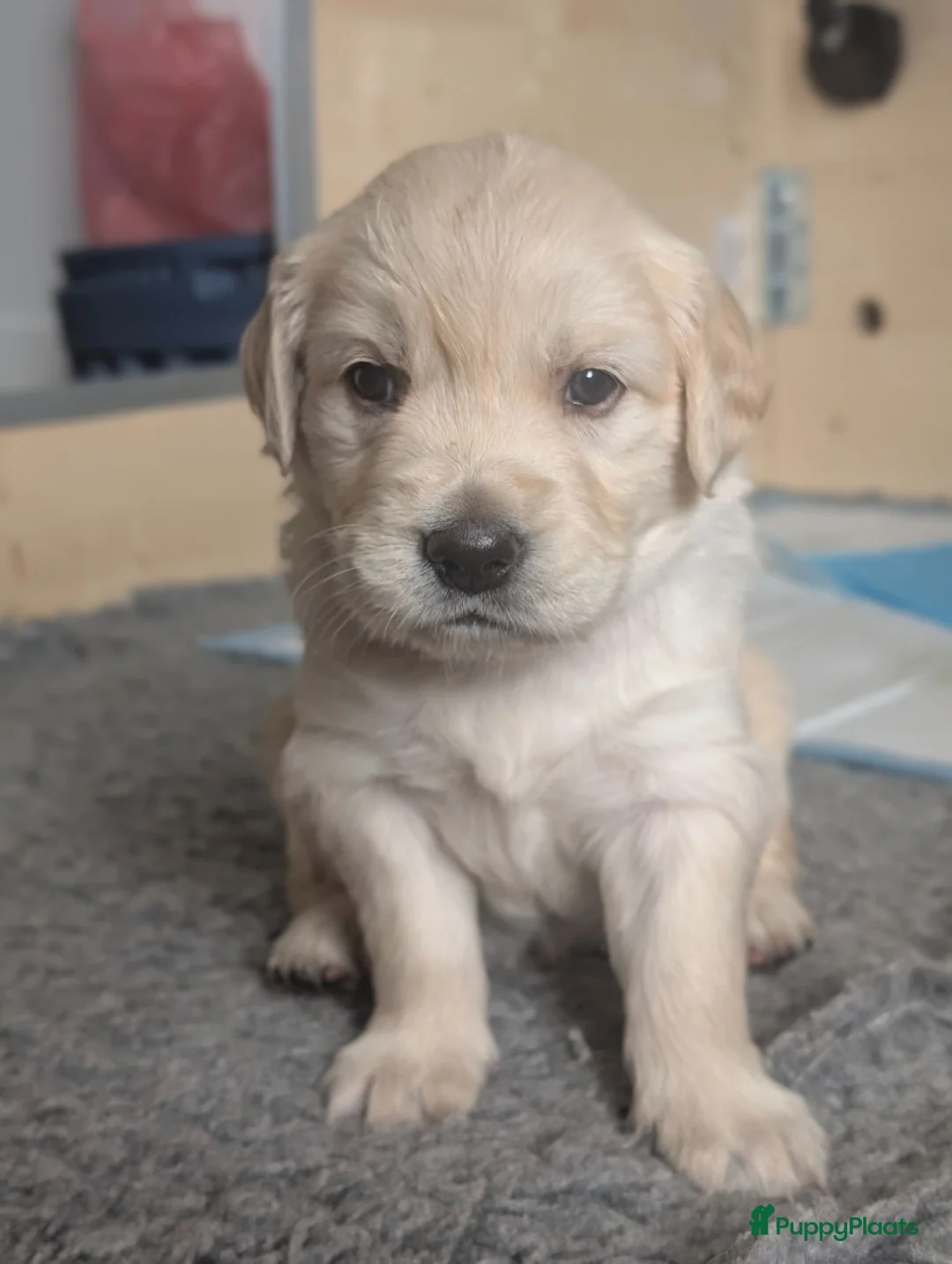 Golden Retriever honden te koop: Mooie Golden Retriever pups | Raszuiver | 4 weken - Advertentie 19
