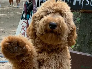 Labradoodle honden KNAPPE AUSTRALIAN LABRADOODLE DEKREU PUK in Breda - Advertentie 2