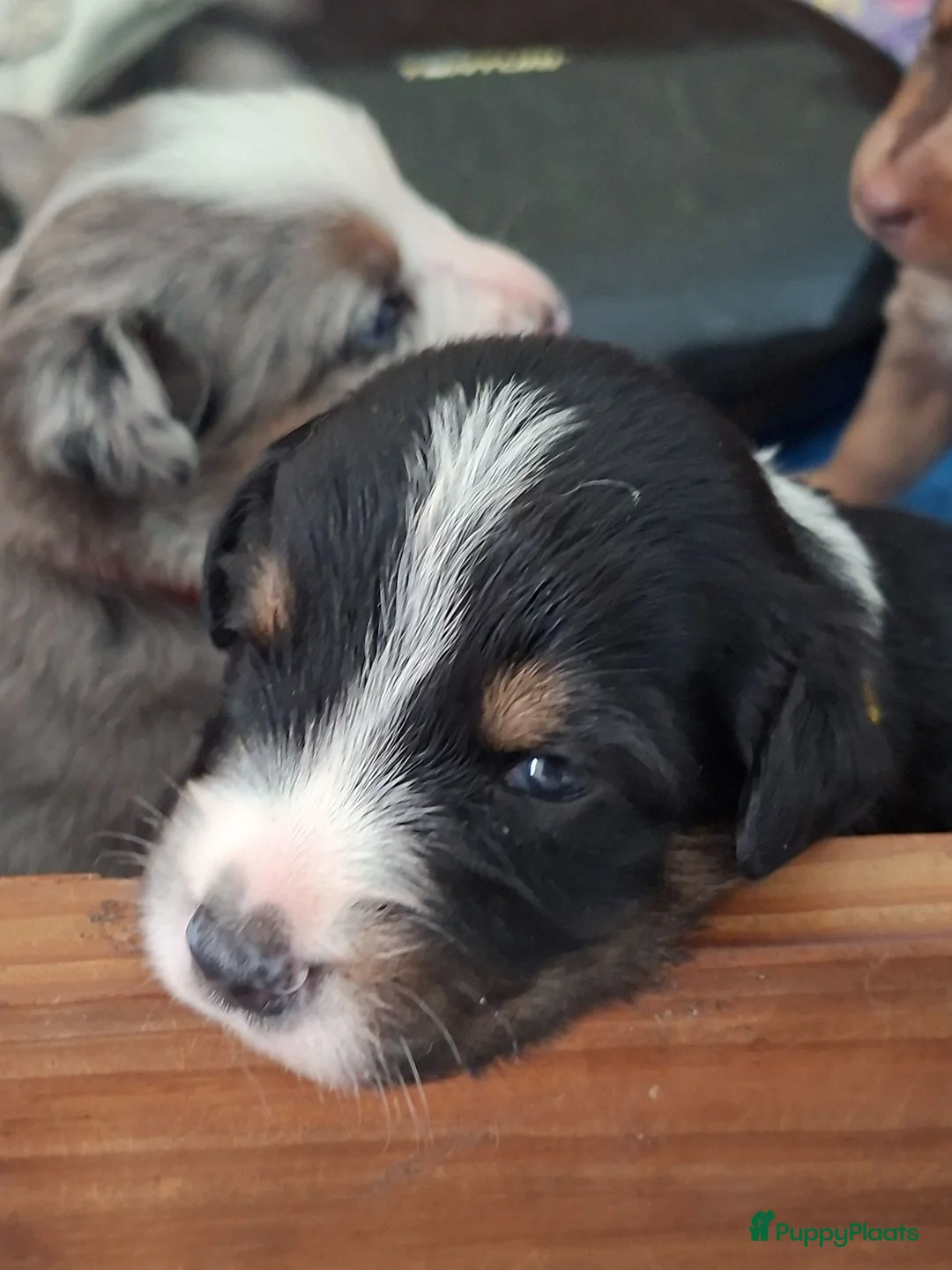 Australian Shepherd honden te koop: Mooie australian shepherd pups - Advertentie 2