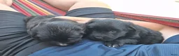 Kruising honden te koop: Kruising pups in Ljussens - Advertentie 11