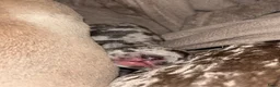 Franse Bulldog honden te koop: Franse Bulldog pups - Advertentie 4