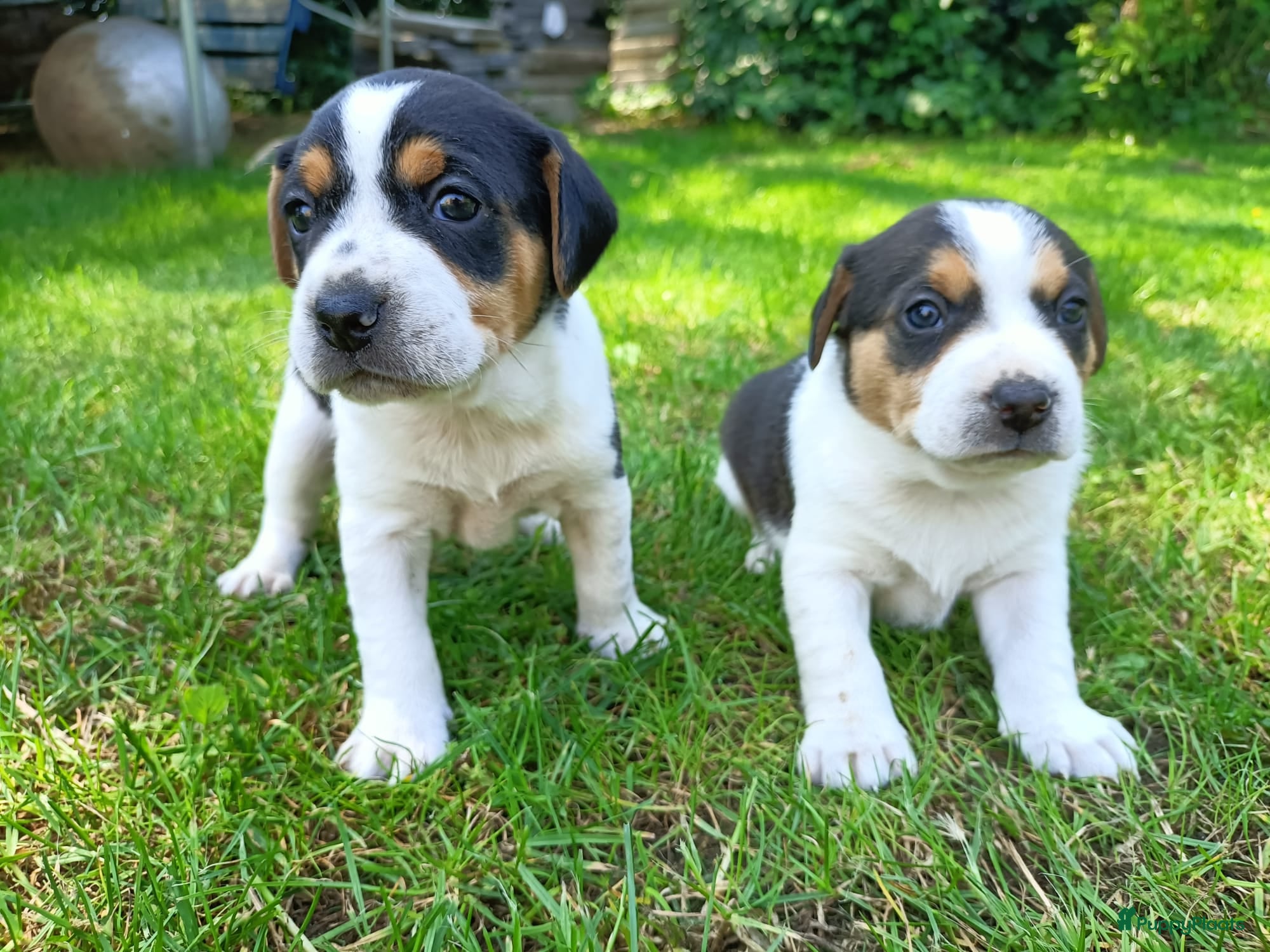 Boerenfox honden Prachtige driekleurige Boerenfox pups - Advertentie 1