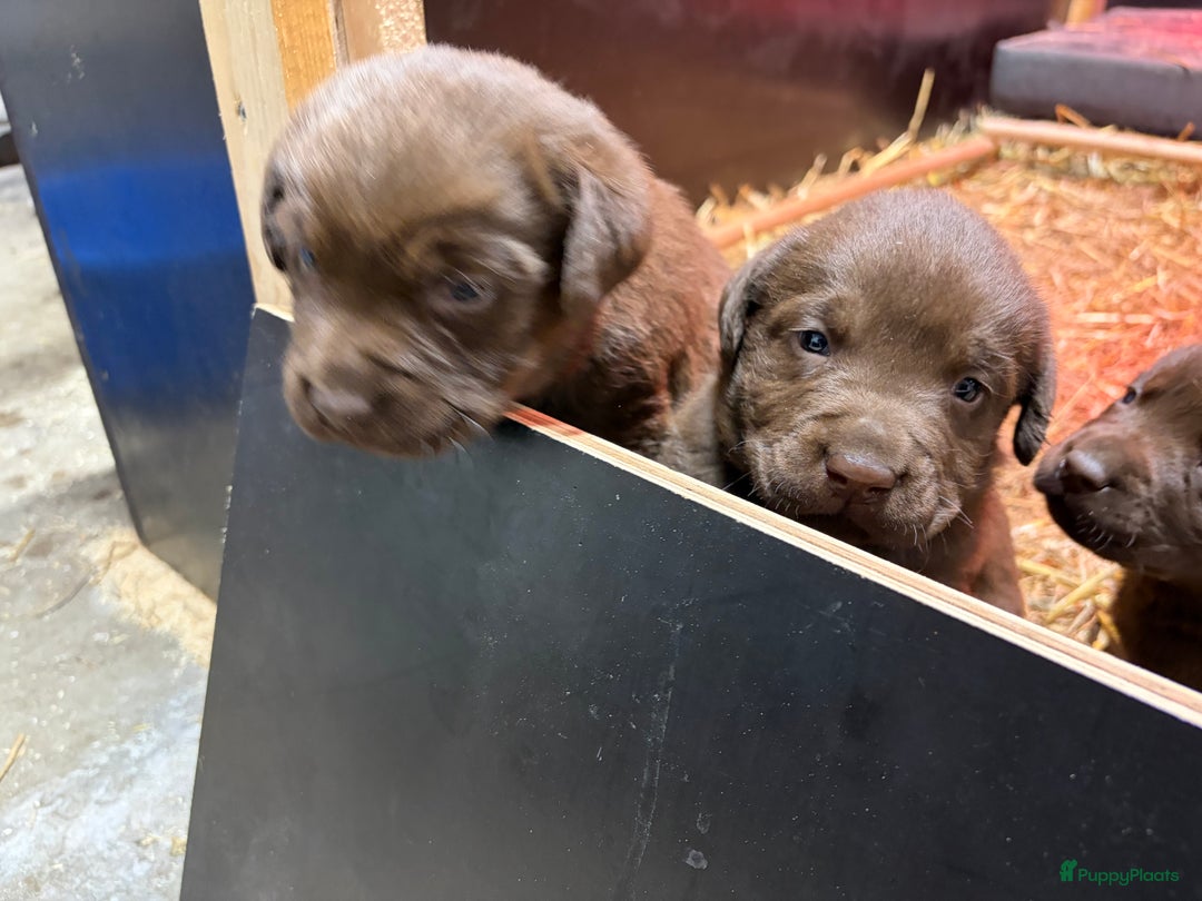 Labrador Retriever honden te koop: Nog 1 Lievebruine labrador pup te koop - Advertentie 9