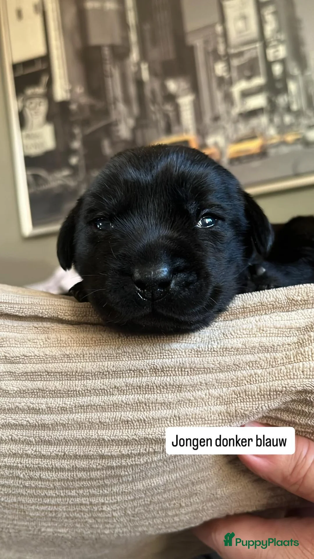 Labrador Retriever honden te koop: lieve labrador puppies te koop - Advertentie 2