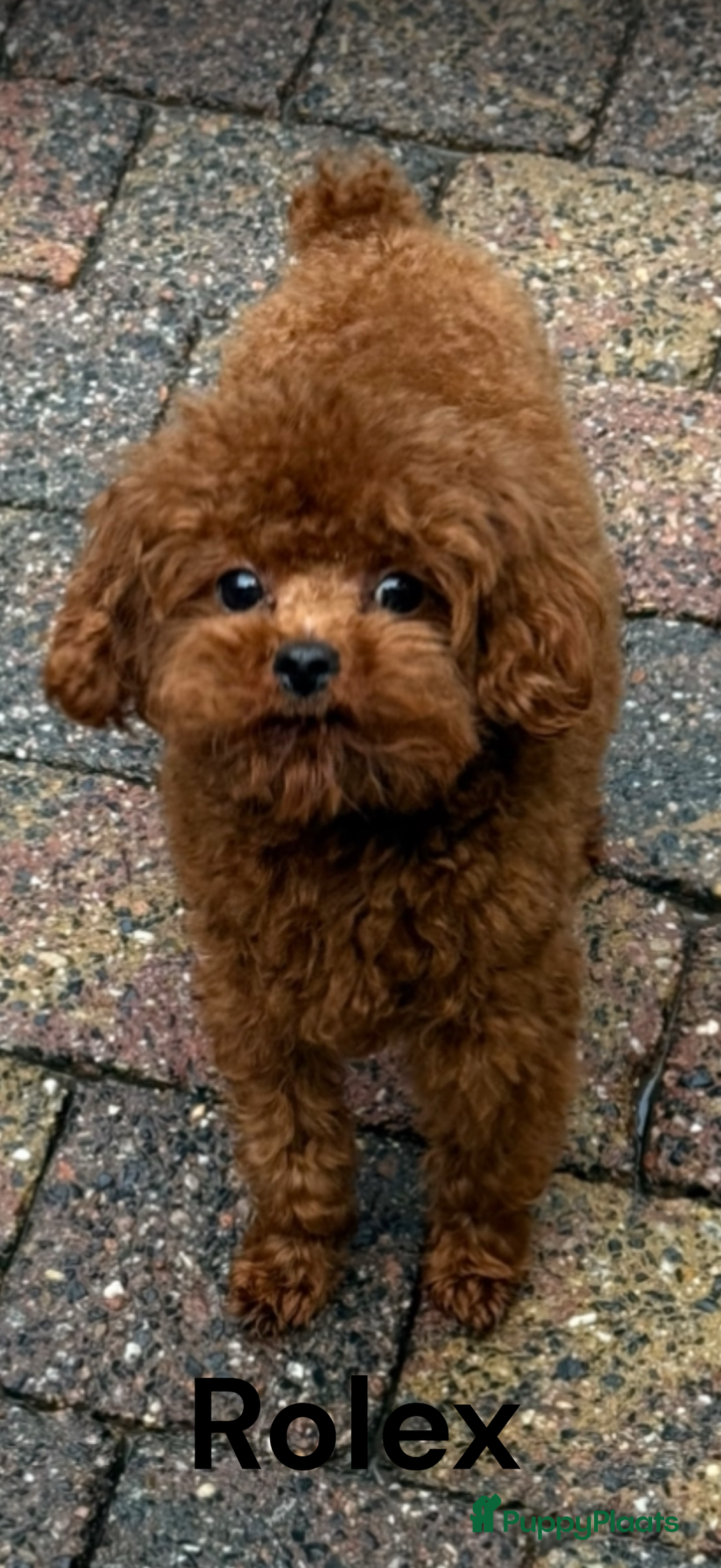 Poedel Toy honden ter dekking: kleine toy poedel dekreu donker rood rocky - Advertentie 16