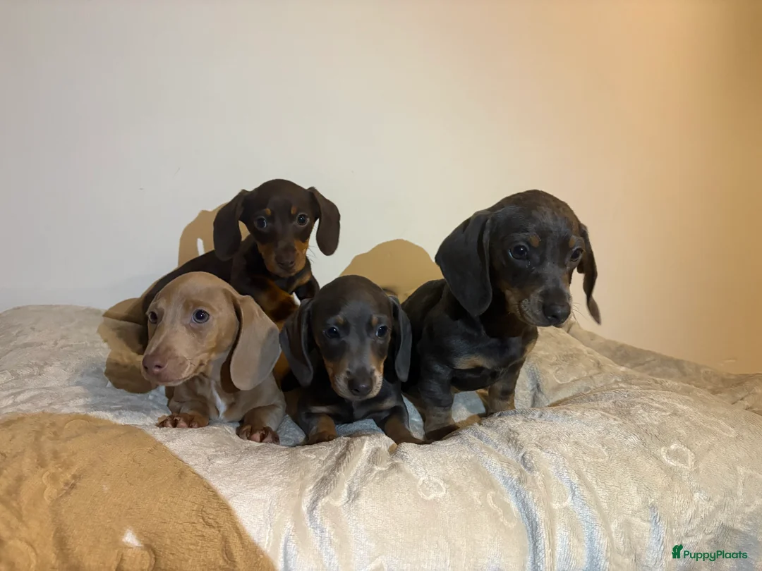 Teckel (korthaar)  honden te koop: Dwerg Teckels puppy’s zoeken een warm nest. - Advertentie 4