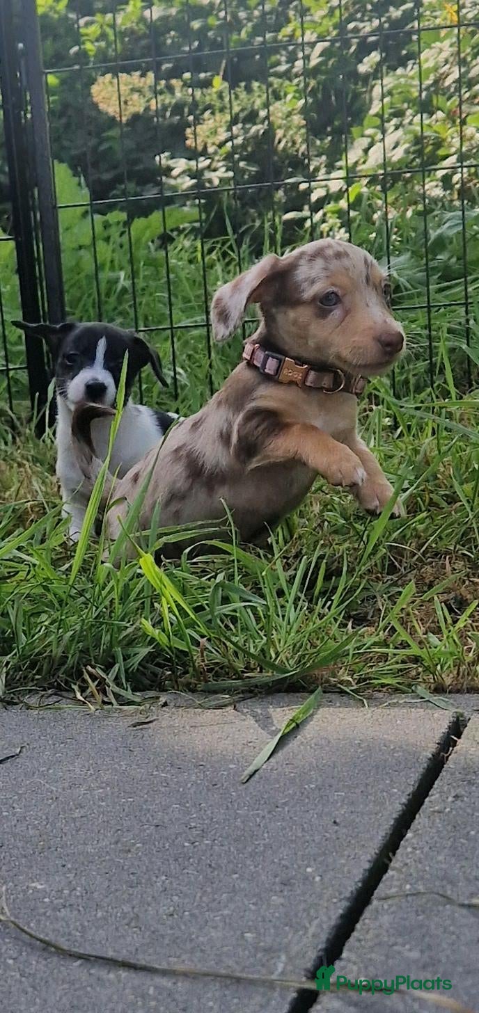 Jack Russel Terriër honden Mini merle jackrussells - Advertentie 16