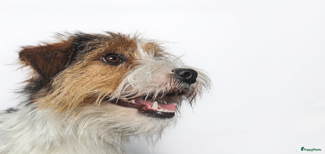 Galerij afbeelding {{count}}