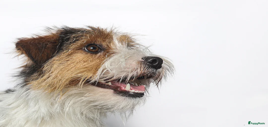 Galerij afbeelding {{count}}