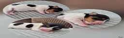 Jack Russel Terriër honden te koop: Jack Russel pups - Advertentie 6