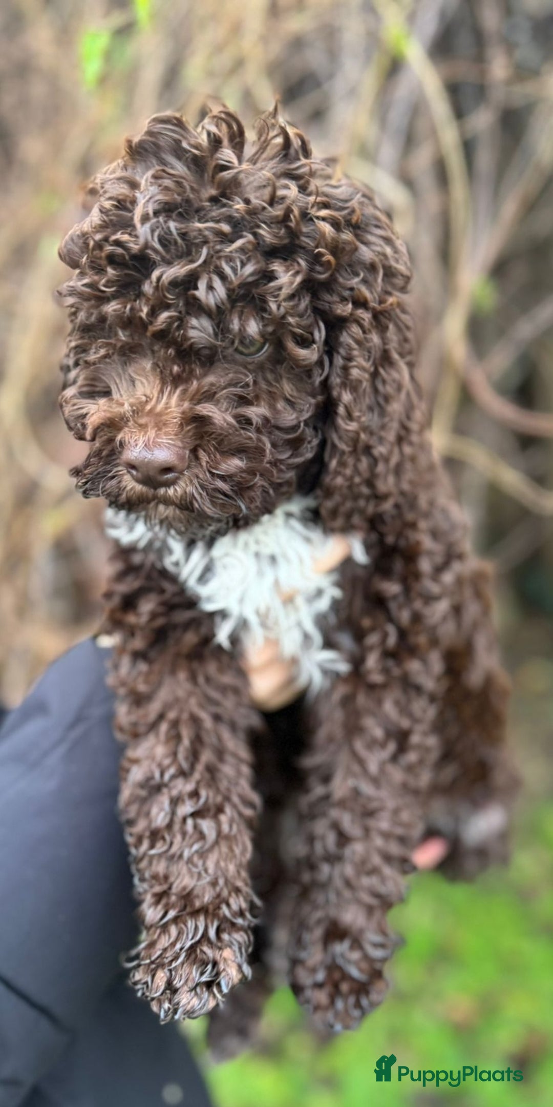 Lagotto Romagnolo honden te koop: Lagotto Romagnolo pups - Advertentie 2