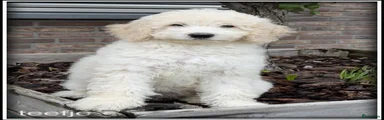 Labradoodle 1